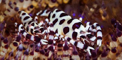 Coleman Shrimp on Fire Urchin
Canon 20D 100mm Macro + 50... by Mick Tait 